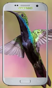 Lovly Bird Wallpapers screenshot 1