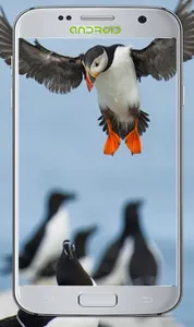 Lovly Bird Wallpapers screenshot 10