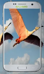 Lovly Bird Wallpapers screenshot 11