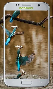 Lovly Bird Wallpapers screenshot 12