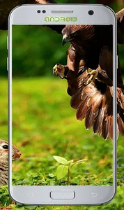 Lovly Bird Wallpapers screenshot 13