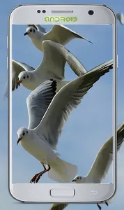 Lovly Bird Wallpapers screenshot 9