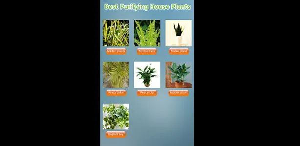 Best purifying house plants screenshot 0