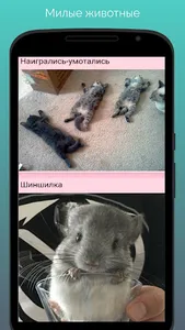 Мир животных screenshot 0
