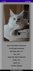 ManniCoon Cattery screenshot 1