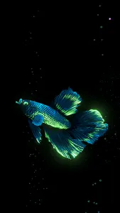 BETTA 120HZ screenshot 18