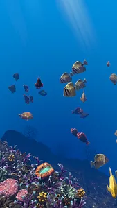 Ocean Aquarium screenshot 22