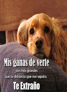 Imagenes de Perros con Fondos screenshot 0