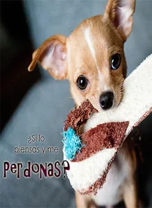 Imagenes de Perros con Fondos screenshot 1