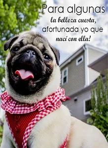 Imagenes de Perros con Fondos screenshot 10