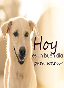 Imagenes de Perros con Fondos screenshot 11