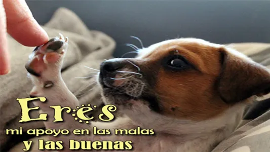 Imagenes de Perros con Fondos screenshot 12