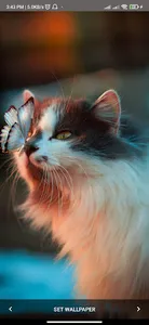 cats dogs wallpaper screenshot 3