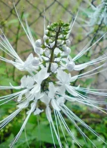 Cultivation of Medicines screenshot 3