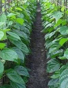 Cultivation of Medicines screenshot 6