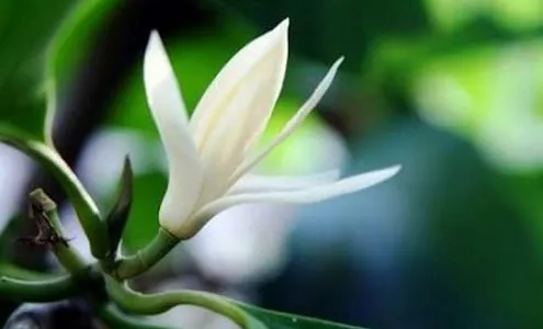 Cultivation of Medicines screenshot 9