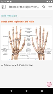 Pocket Anatomy and Physiology screenshot 4