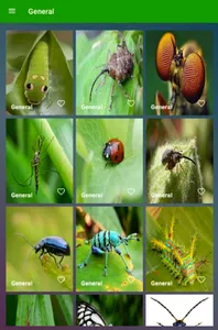 Imagenes de Insectos screenshot 0