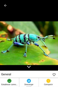 Imagenes de Insectos screenshot 1