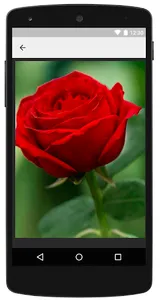 Imagenes de Rosas screenshot 2