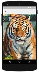 Imagenes de Tigres screenshot 2