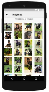 Imagenes de Perros Rottweiler screenshot 1