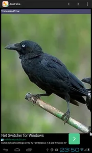 World birds screenshot 0
