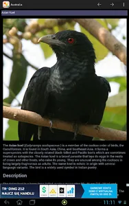 World birds screenshot 2