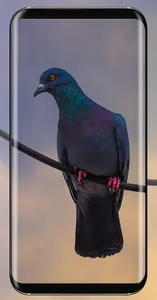 Pigeon Wallpaper screenshot 0