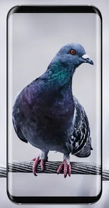 Pigeon Wallpaper screenshot 11