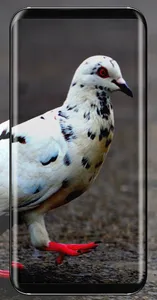 Pigeon Wallpaper screenshot 12