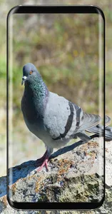 Pigeon Wallpaper screenshot 13