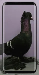 Pigeon Wallpaper screenshot 14