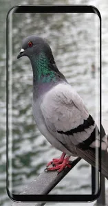 Pigeon Wallpaper screenshot 16