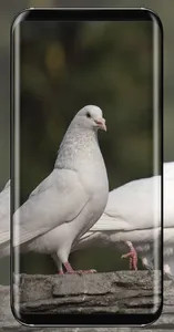 Pigeon Wallpaper screenshot 17