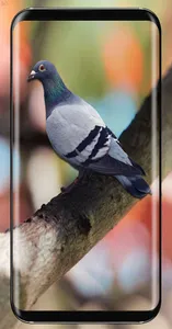 Pigeon Wallpaper screenshot 19