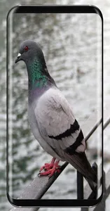 Pigeon Wallpaper screenshot 2