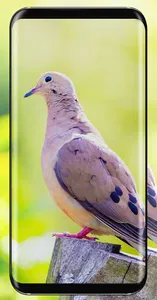 Pigeon Wallpaper screenshot 20