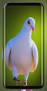 Pigeon Wallpaper screenshot 21