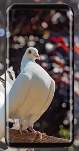 Pigeon Wallpaper screenshot 23