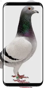 Pigeon Wallpaper screenshot 5