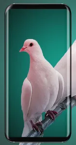 Pigeon Wallpaper screenshot 6