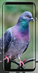 Pigeon Wallpaper screenshot 7