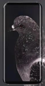 Pigeon Wallpaper screenshot 9