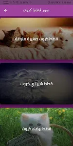 صور قطط كيوت بكل الانواع screenshot 0