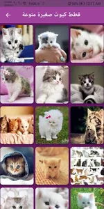 صور قطط كيوت بكل الانواع screenshot 1