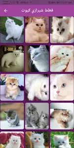 صور قطط كيوت بكل الانواع screenshot 2