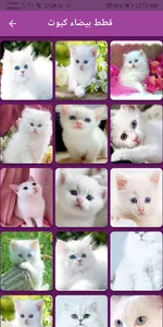 صور قطط كيوت بكل الانواع screenshot 3