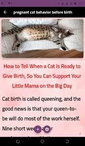 pregnant cat behavior screenshot 13