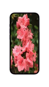 WildFlower Seeds : Wildflower screenshot 0